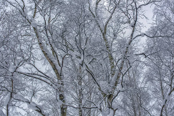 Κλάδοι Του Δέντρου Χειμώνα Κάτω Από Τις Κορυφές Του Χιονιού — Φωτογραφία Αρχείου