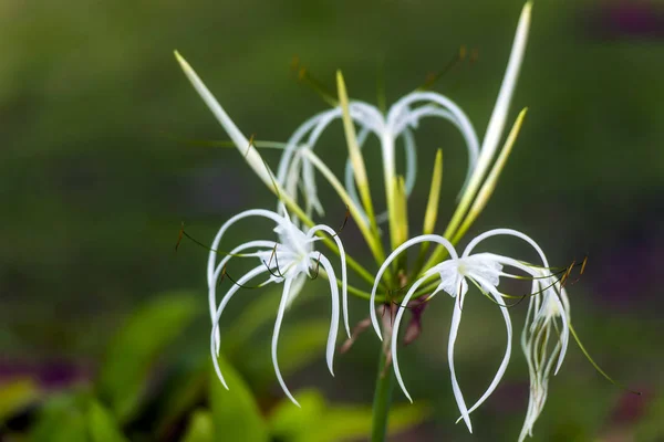 Üvegházhatást Okozó Perui Nárcisz Hymenocallis Festalis — Stock Fotó