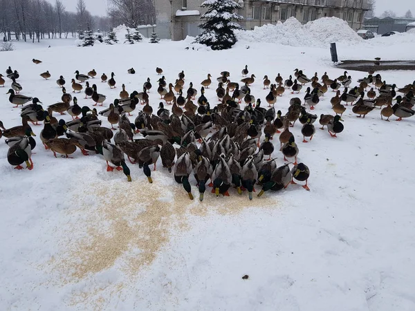 Muitos Patos Comem Neve Permanecendo Para Inverno Cidade — Fotografia de Stock