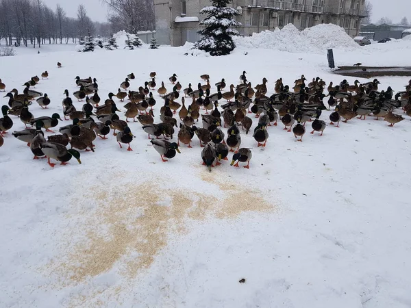 Many Ducks Eat Snow Remaining Winter City — Stock Photo, Image