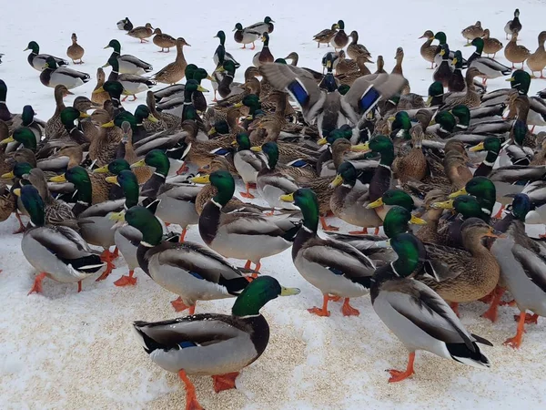 Många Ankor Äter Snön Kvar För Vintern Staden — Stockfoto