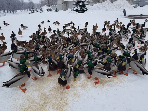 Viele Enten Fressen Schnee Und Überwintern Der Stadt — Stockfoto