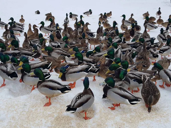 Många Ankor Äter Snön Kvar För Vintern Staden — Stockfoto