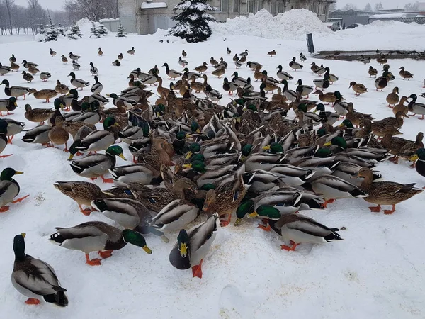Many Ducks Eat Snow Remaining Winter City — Stock Photo, Image