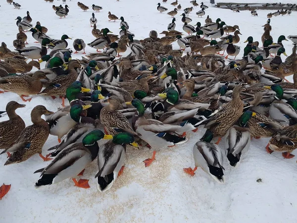 Många Ankor Äter Snön Kvar För Vintern Staden — Stockfoto