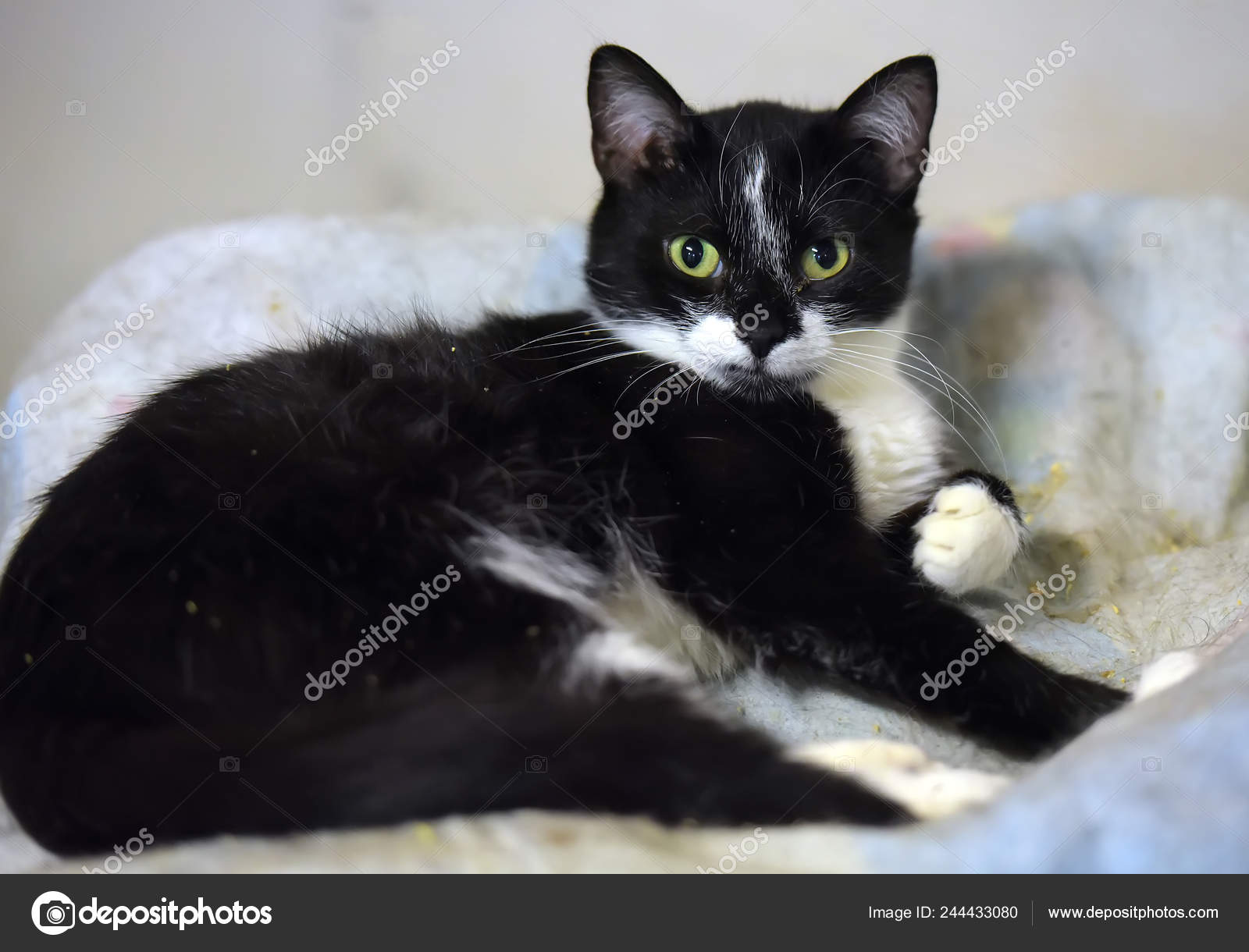 Chat Noir Blanc Avec Une Grimace Trouve Photographie