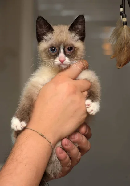 Lite Roliga Kitty Snö Shu Händer — Stockfoto