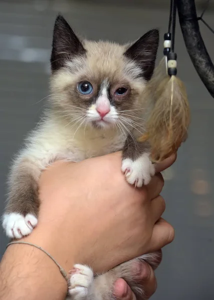 Küçük Komik Kitty Kar Shu Elinde — Stok fotoğraf