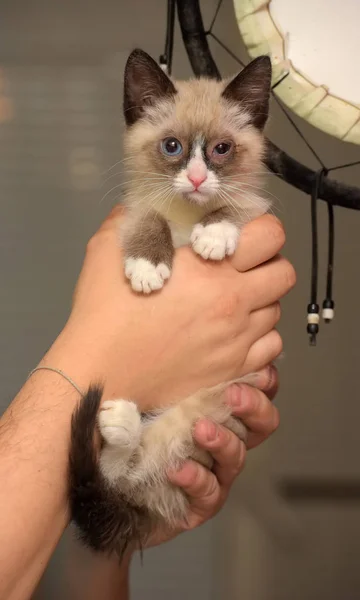 Petit Chaton Drôle Neige Shu Dans Les Mains — Photo