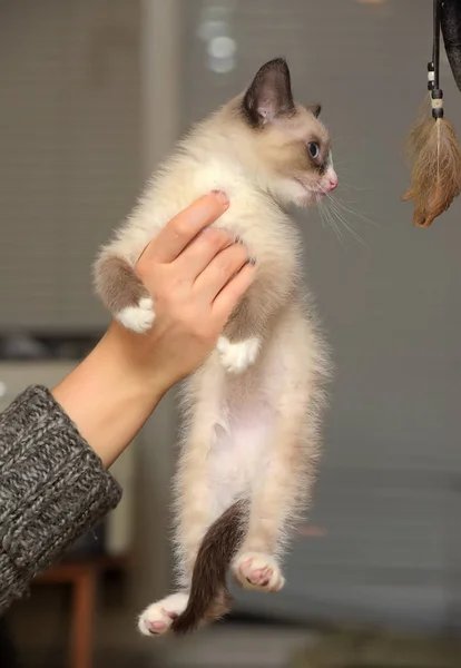 Petit Chaton Drôle Neige Shu Dans Les Mains — Photo