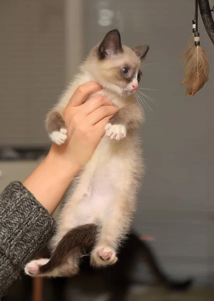 Pouco Engraçado Gatinho Neve Shu Mãos — Fotografia de Stock