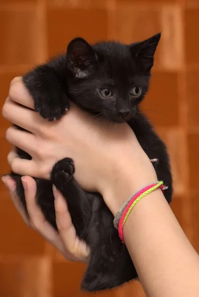 Kleine Lustige Schwarze Kätzchen Der Hand — Stockfoto