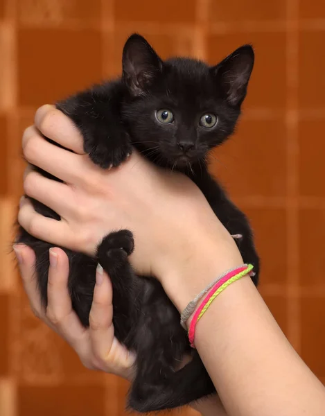 Kleine Lustige Schwarze Kätzchen Der Hand — Stockfoto