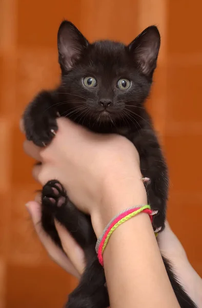 Little Funny Black Kitten Hand — Stock Photo, Image