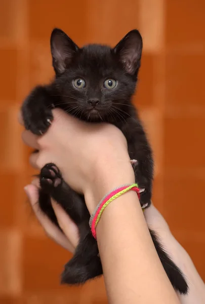 Kleine Lustige Schwarze Kätzchen Der Hand — Stockfoto