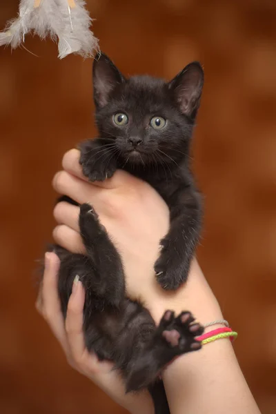 Pequeño Divertido Negro Gatito Mano — Foto de Stock