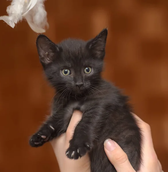 Маленький Смішний Чорний Кошеня Руці — стокове фото