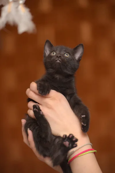 Маленький Смішний Чорний Кошеня Руці — стокове фото