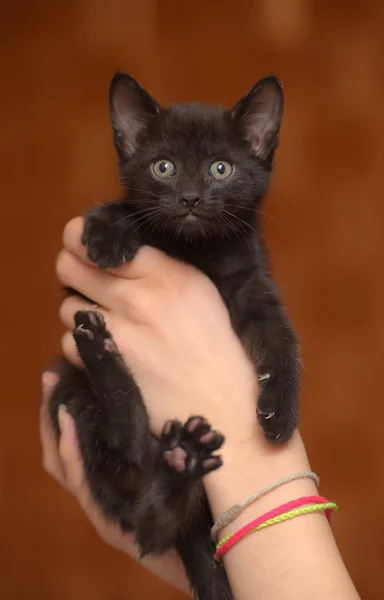 Kleine Lustige Schwarze Kätzchen Der Hand — Stockfoto