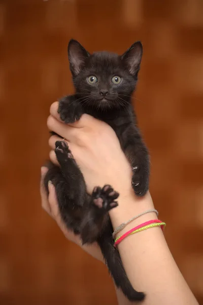 Маленький Смешной Черный Котенок Руке — стоковое фото