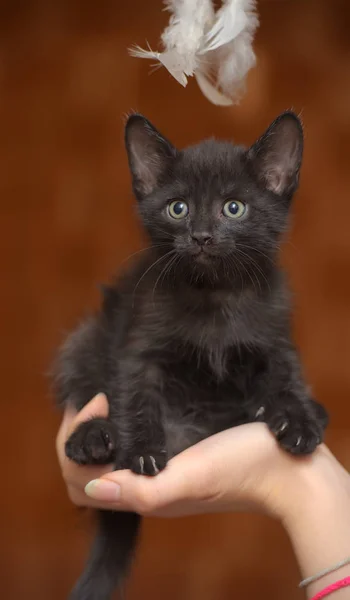 Piccolo Divertente Gattino Nero Mano — Foto Stock