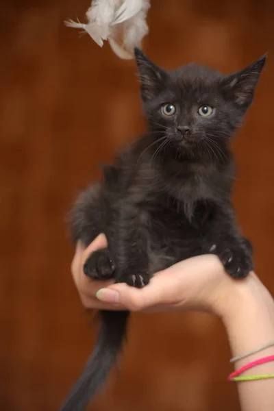 Pequeno Engraçado Preto Gatinho Mão — Fotografia de Stock