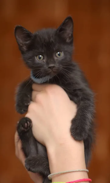 Little Funny Black Kitten Hands Blue Collar His Neck — Stock Photo, Image