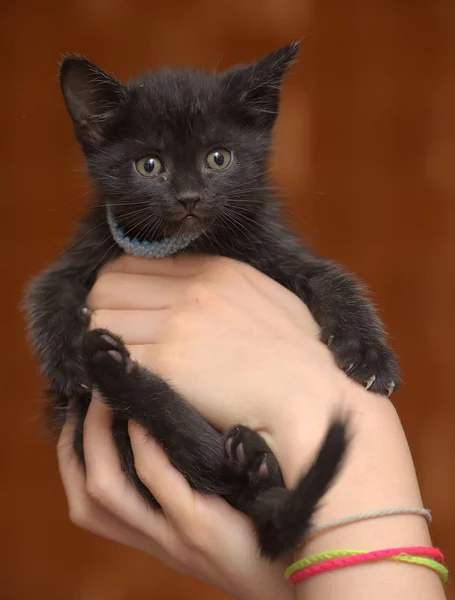 Onun Boynuna Bir Mavi Yakalı Elinde Küçük Komik Siyah Kedi — Stok fotoğraf