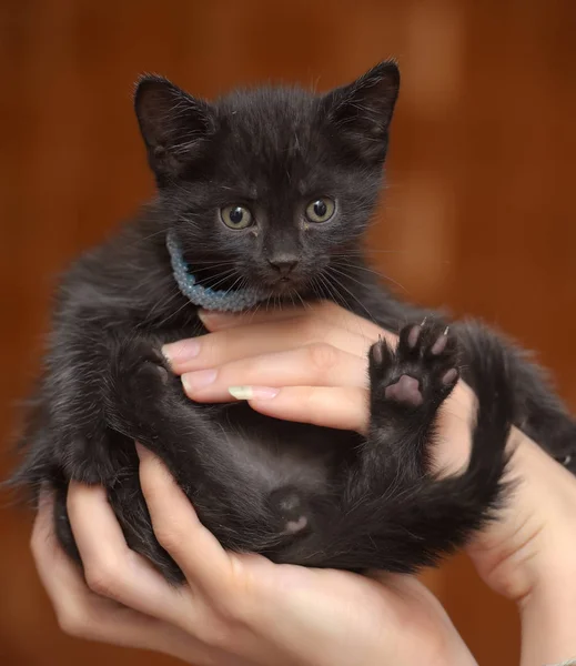 彼の首に青い首輪で手で少し面白い黒い子猫 — ストック写真