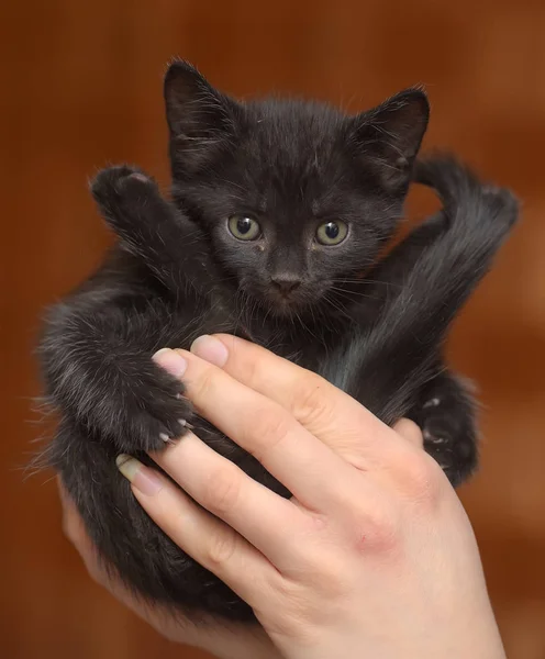 Маленький Смешной Черный Котенок Руках Синем Воротничке Шее — стоковое фото