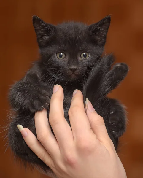 Piccolo Gattino Nero Divertente Tra Mani Colletto Blu Intorno Collo — Foto Stock