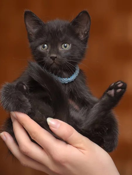 Pouco Engraçado Gatinho Preto Nas Mãos Colarinho Azul Torno Seu — Fotografia de Stock