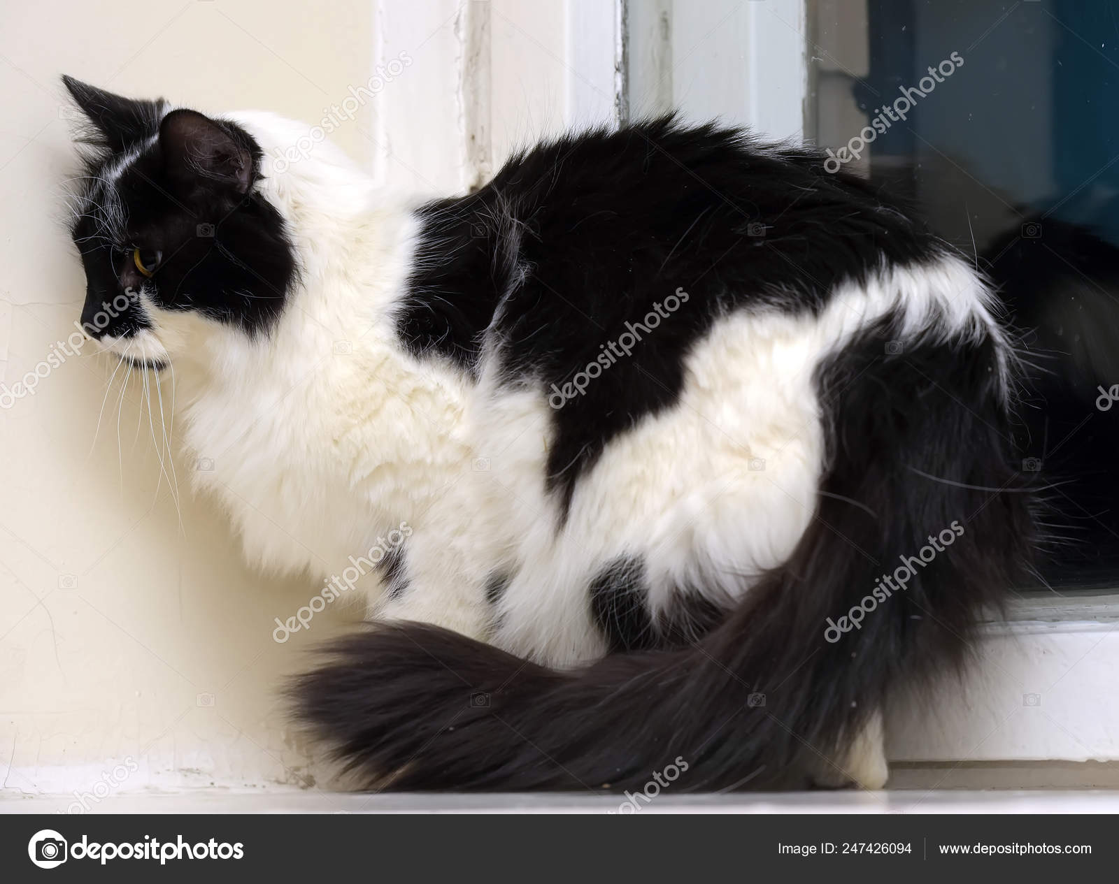 Beautiful Fluffy Black With White Cat Stock Photo C Evdoha