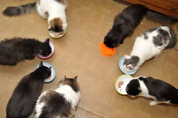 Siete gatos comer juntos —  Fotos de Stock