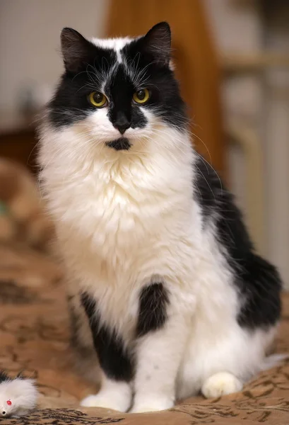 Красивый пушистый чёрный с белой кошкой — стоковое фото