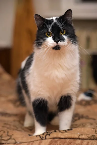 Mooi pluizig zwart met witte kat — Stockfoto