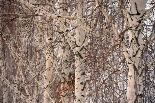Φόντο χειμώνα κλαδιά σημύδας — Φωτογραφία Αρχείου
