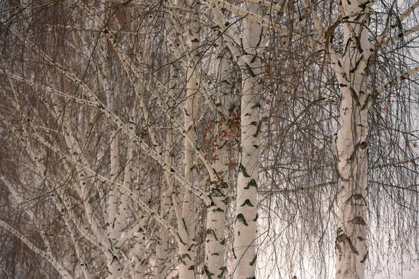 Φόντο χειμώνα κλαδιά σημύδας — Φωτογραφία Αρχείου