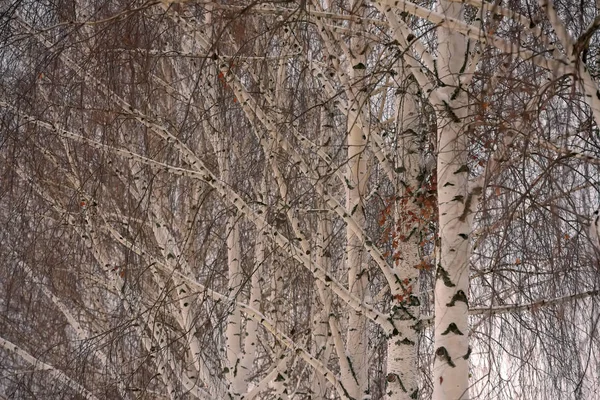 Berk takken winter achtergrond — Stockfoto