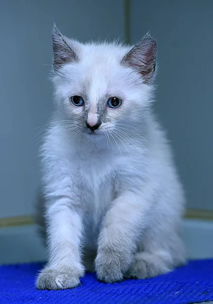 Kleine flauschige siamesische Kätzchen — Stockfoto