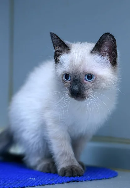 Little fluffy Siamese kitten — Stock Photo, Image