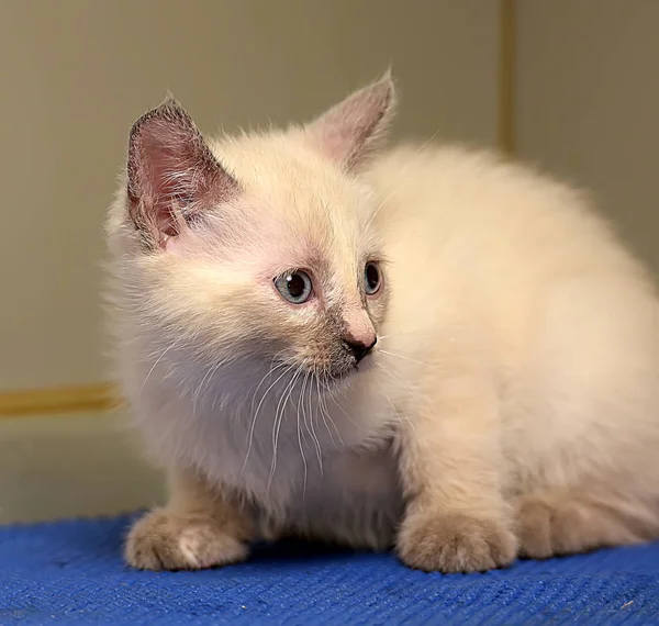 Little fluffy Siamese kitten — Stock Photo, Image