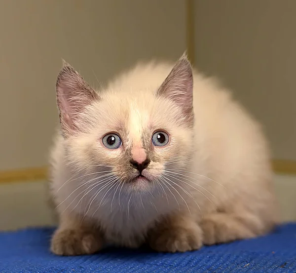 Pequeño peludo siamés gatito —  Fotos de Stock