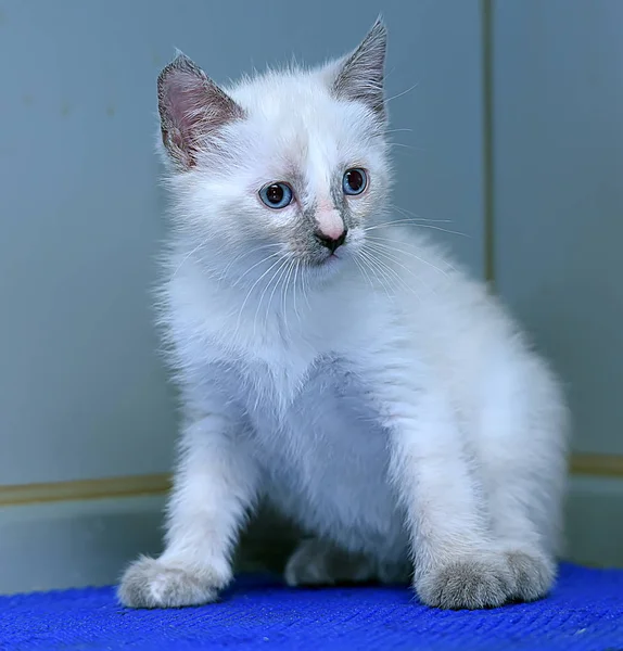 Pequeño peludo siamés gatito —  Fotos de Stock