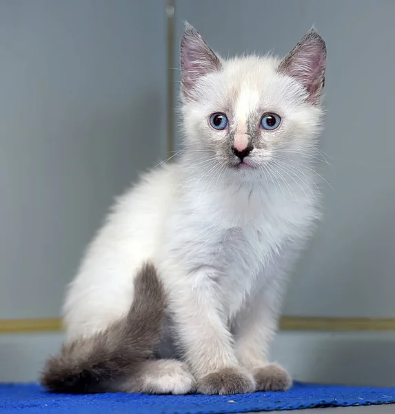 Mały, puszysty kotek Syjamski — Zdjęcie stockowe