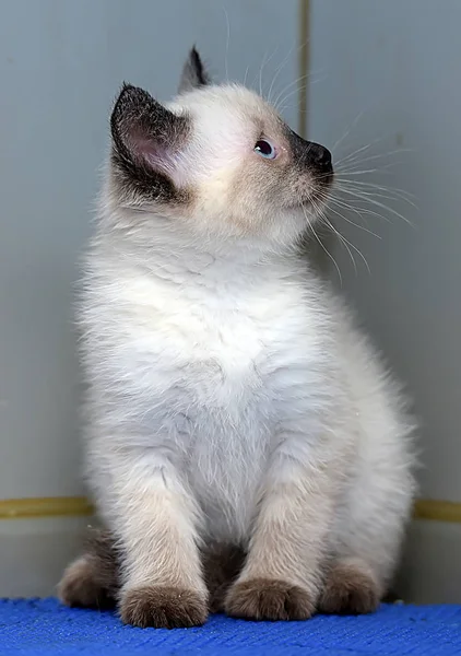 Pequeño peludo siamés gatito — Foto de Stock