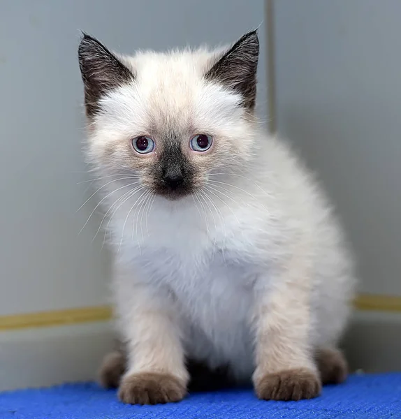 Little fluffy Siamese kitten — Stock Photo, Image