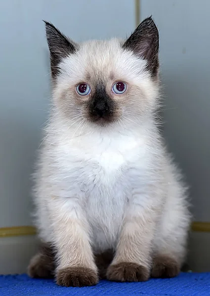 Nadýchané Siamské koťátko — Stock fotografie