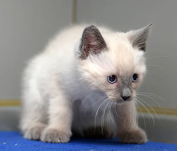 Pequeño peludo siamés gatito —  Fotos de Stock