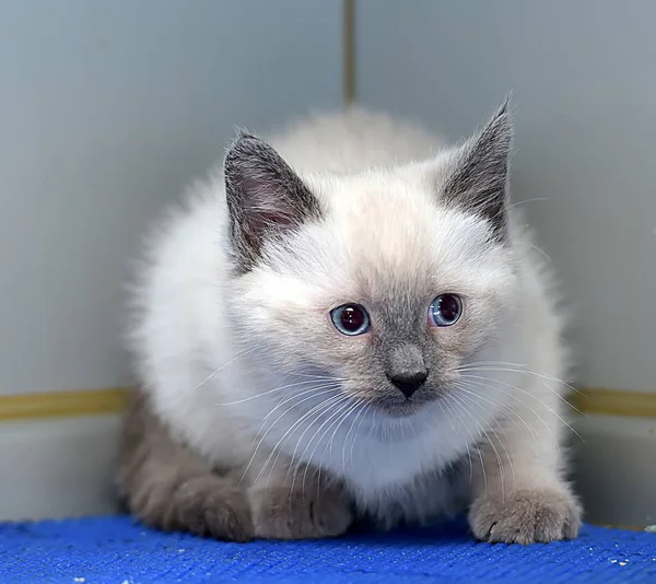 Pequeño peludo siamés gatito —  Fotos de Stock